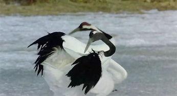 迁徙的鸟,探寻自然界的奇迹之旅