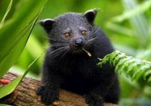 泰国野生猫科,探寻泰国野生猫科动物的神秘世界