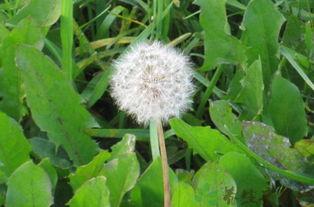 蒲公英,大自然的绿色使者与药用宝库